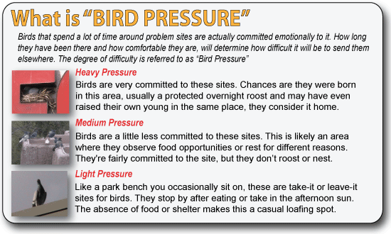 Bird presure explained